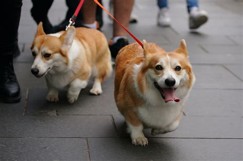 Dogs .